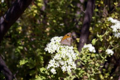 butterflyvalley8m