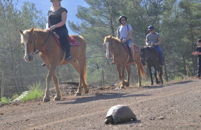 Horse Riding (Oludeniz)