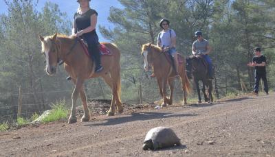 horseriding_main